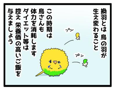 羽散らし＋タイミング崩壊―セキセイインコ・カチョのドタバタ2連発【鳥マンガ #147】（サムネイル画像6）