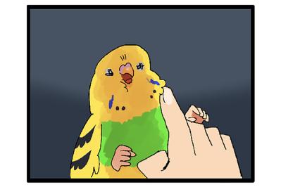 おもちゃ喪失と顔面フルパワー！セキセイインコの感情大暴走【鳥マンガ #146】