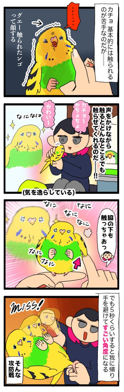おもちゃ喪失と顔面フルパワー！セキセイインコの感情大暴走【鳥マンガ #146】（サムネイル画像5）