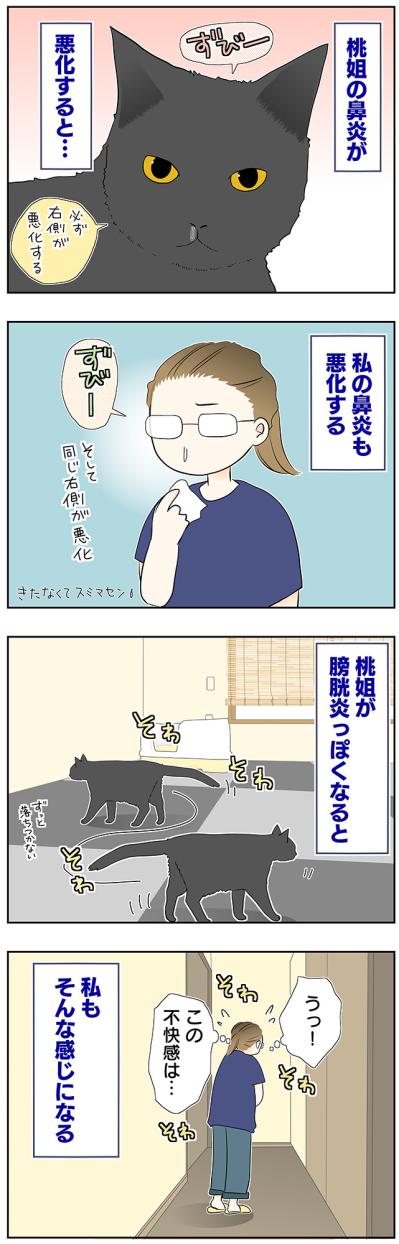 【マンガ・老猫日誌＃52】目に見えない不思議な力！？が働く〜19歳の元保護猫・桃姐（サムネイル画像2）