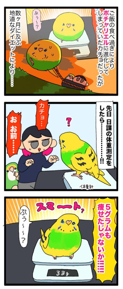セキセイインコのカチョ、目覚める！体格も瞳も大変身の2話【鳥マンガ #144】（サムネイル画像3）