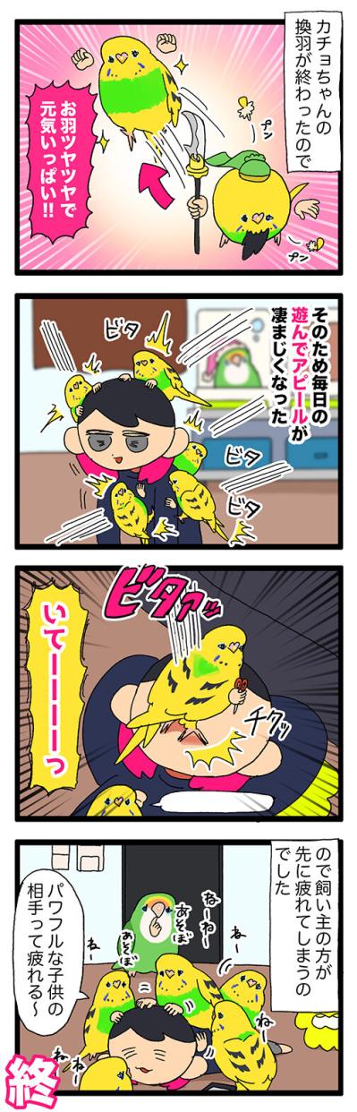 換羽後の暴走：愛とエネルギーが止まらないセキセイインコ【鳥マンガ #148】（サムネイル画像6）