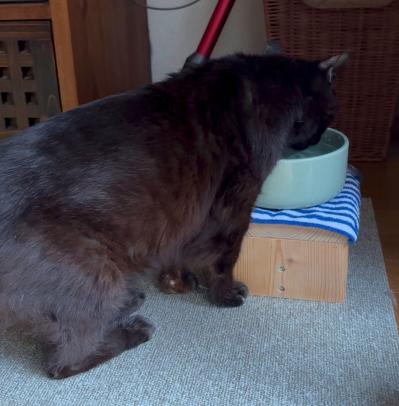 【マンガ・老猫日誌＃47】新しい水は音で見分ける？〜19歳の元保護猫・桃姐（サムネイル画像5）