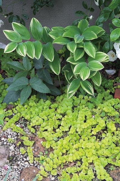 初心者OK！空いている極小すきまもおしゃれなガーデンに変える実例5選（サムネイル画像2）