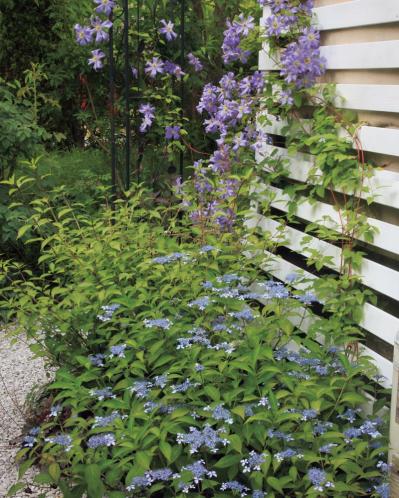 狭さをカバーするガーデニングアイデア「色使い」と「空間利用」の実践5例（サムネイル画像4）