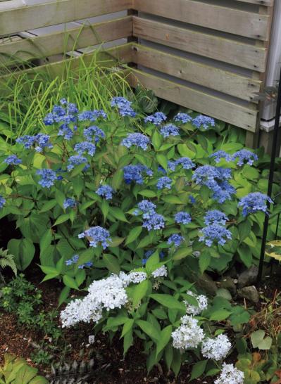 初心者OK！空いている極小すきまもおしゃれなガーデンに変える実例5選（サムネイル画像5）