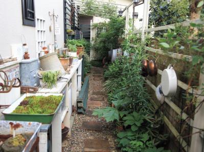 限られた場所を花と緑で彩る！フェンスを活用した「すきまガーデニング」実例6選（サムネイル画像3）