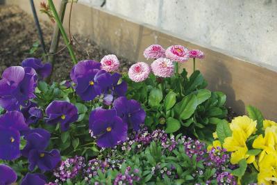 初心者OK！空いている極小すきまもおしゃれなガーデンに変える実例5選（サムネイル画像4）