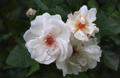 秋バラを美しく長く楽しむコツ。栽培から枝の切り方、室内装飾まで【ガーデニング】（サムネイル画像5）