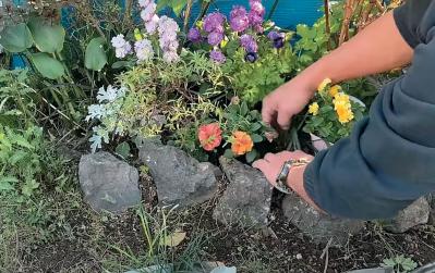 全国からファン殺到！ 人気園芸店【フローラ黒田園芸】直伝！ 春まで長く楽しめる花壇の作り方（サムネイル画像6）