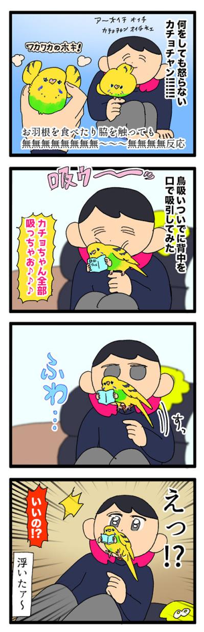 無抵抗すぎるセキセイインコ…もしや飼い主の顔が好き？【鳥マンガ #152】（サムネイル画像3）
