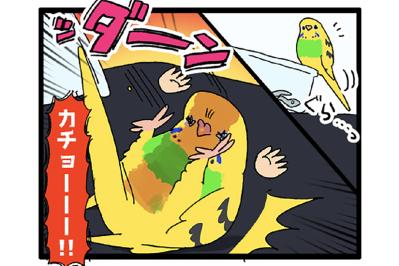 煮干し絶交事件も！？セキセイインコと私の午後【鳥マンガ #151】