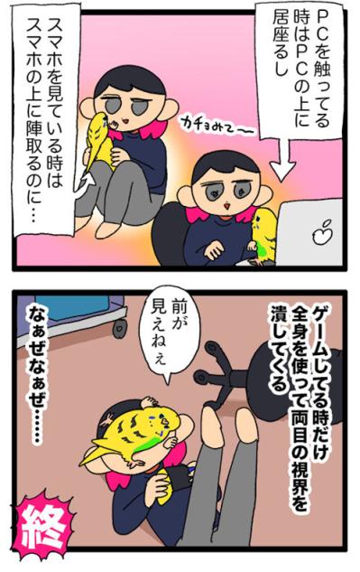 煮干し絶交事件も！？セキセイインコと私の午後【鳥マンガ #151】（サムネイル画像7）