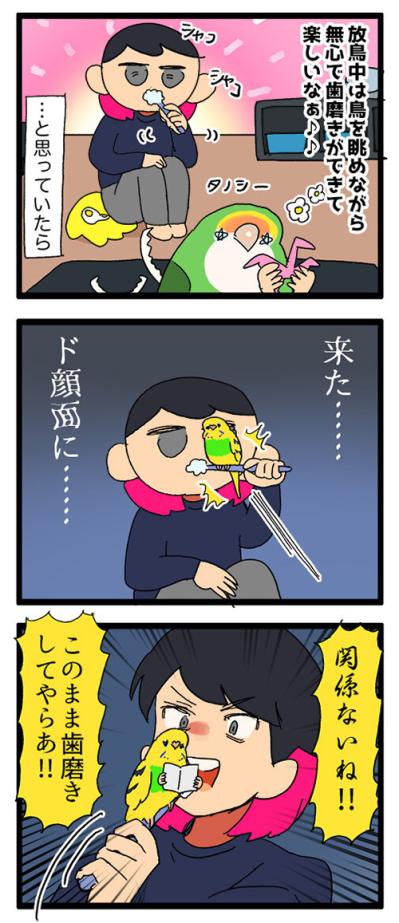 無抵抗すぎるセキセイインコ…もしや飼い主の顔が好き？【鳥マンガ #152】（サムネイル画像4）