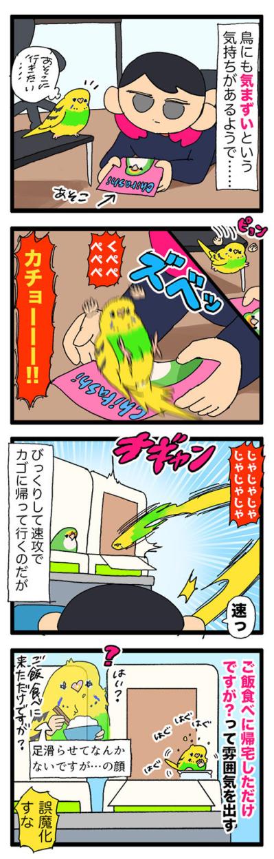 不器用すぎるセキセイインコ。でも失敗は知られたくない？【鳥マンガ #153】（サムネイル画像6）