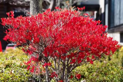 秋色に染まる草花と紅葉する低木［8選］庭やベランダをやさしく彩る【ガーデニング】（サムネイル画像14）