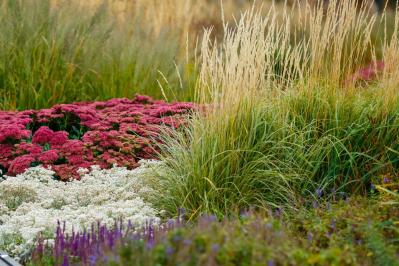秋色に染まる草花と紅葉する低木［8選］庭やベランダをやさしく彩る【ガーデニング】（サムネイル画像6）