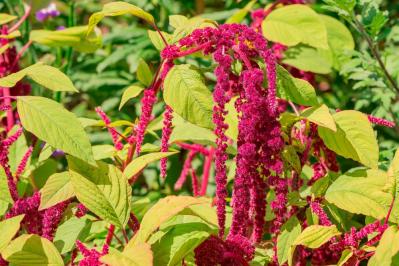 秋色に染まる草花と紅葉する低木［8選］庭やベランダをやさしく彩る【ガーデニング】（サムネイル画像9）