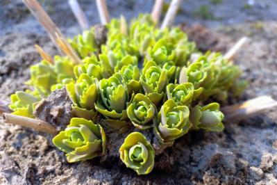 秋色に染まる草花と紅葉する低木［8選］庭やベランダをやさしく彩る【ガーデニング】（サムネイル画像7）