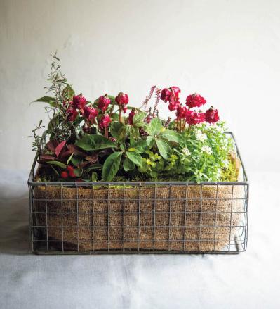  ダーク＆ワインレッドの花が主役の【晩秋の寄せ植え】個性的な花形に注目！（サムネイル画像8）