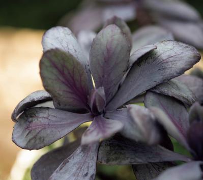  ダーク＆ワインレッドの花が主役の【晩秋の寄せ植え】個性的な花形に注目！（サムネイル画像5）
