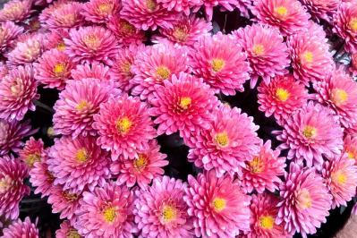 秋から始めるガーデニング：日が短くなると花咲く「短日植物」の育て方とコツ（サムネイル画像9）