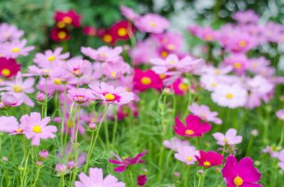 秋から始めるガーデニング：日が短くなると花咲く「短日植物」の育て方とコツ（サムネイル画像14）