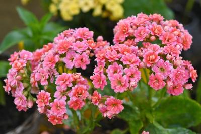 秋から始めるガーデニング：日が短くなると花咲く「短日植物」の育て方とコツ（サムネイル画像11）