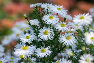秋から始めるガーデニング：日が短くなると花咲く「短日植物」の育て方とコツ（サムネイル画像16）