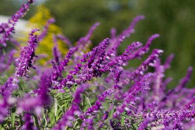 秋から始めるガーデニング：日が短くなると花咲く「短日植物」の育て方とコツ（サムネイル画像12）