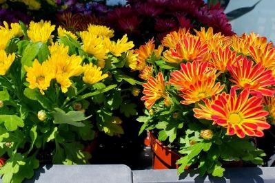 秋から始めるガーデニング：日が短くなると花咲く「短日植物」の育て方とコツ（サムネイル画像2）