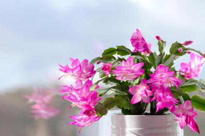 秋から始めるガーデニング：日が短くなると花咲く「短日植物」の育て方とコツ（サムネイル画像13）