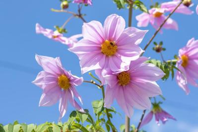 秋から始めるガーデニング：日が短くなると花咲く「短日植物」の育て方とコツ（サムネイル画像3）