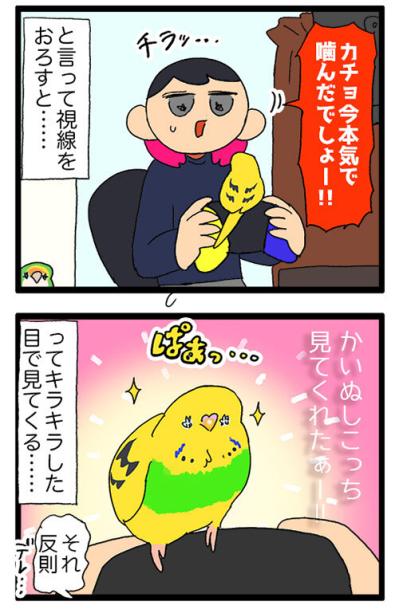 痛くても、うれしくて。飼い主を愛しすぎるセキセイインコの天使カチョ【鳥マンガ #155】（サムネイル画像5）