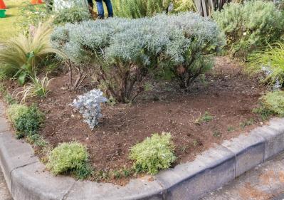 無農薬＆エコ！【街のボランティア花壇】晩秋の植えかえ作業を徹底レポート（サムネイル画像9）