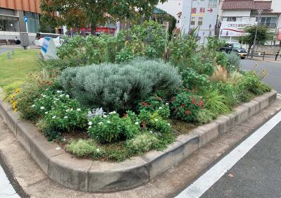 どの季節も花を楽しめる【街のボランティア花壇】剪定枝や抜いた花の再利用アイデアも公開！（サムネイル画像8）