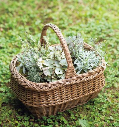 カラーリーフがおしゃれな【晩秋の寄せ植え】森をイメージした落ち着きのある一鉢（サムネイル画像5）