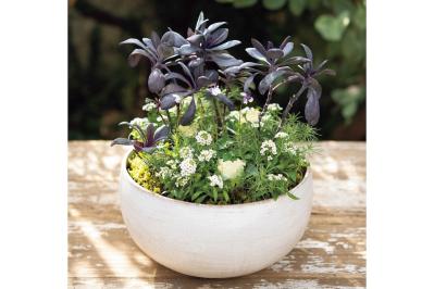 ナチュラルな印象の【晩秋の寄せ植え】野原に咲く花の風景を小さな器の中に再現！