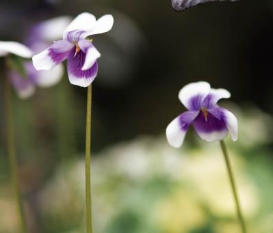 ナチュラルな印象の【晩秋の寄せ植え】野原に咲く花の風景を小さな器の中に再現！（サムネイル画像7）