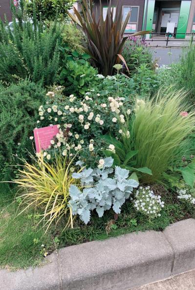 地域を彩る【ボランティア花壇】とは？調布市「ちょうふ花未来くらぶ」の取り組みを紹介（サムネイル画像3）