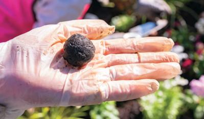 無農薬＆エコ！【街のボランティア花壇】晩秋の植えかえ作業を徹底レポート（サムネイル画像13）