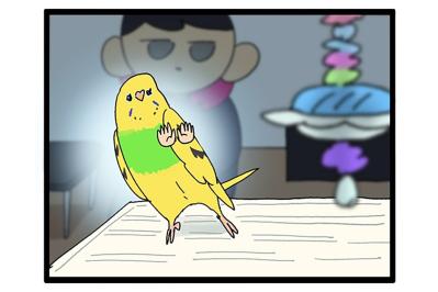 気の毒だけどかわいすぎる！セキセイインコのエピソード2選【鳥マンガ #154】