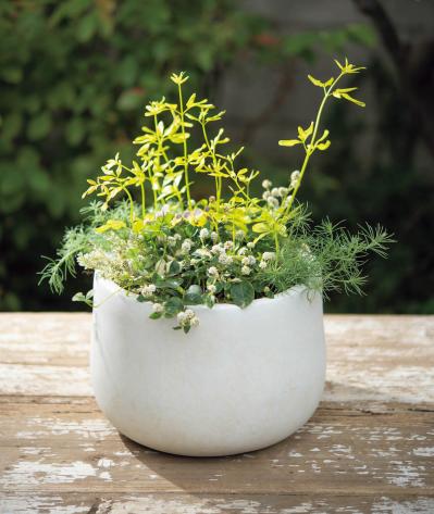 ナチュラルな印象の【晩秋の寄せ植え】野原に咲く花の風景を小さな器の中に再現！（サムネイル画像3）