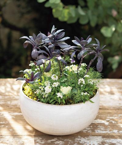 ナチュラルな印象の【晩秋の寄せ植え】野原に咲く花の風景を小さな器の中に再現！（サムネイル画像5）