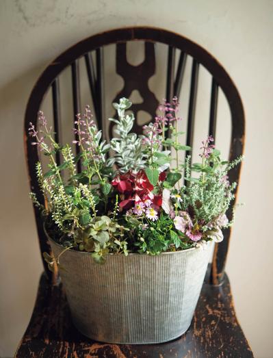 カラーリーフがおしゃれな【晩秋の寄せ植え】森をイメージした落ち着きのある一鉢（サムネイル画像3）