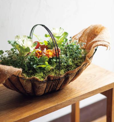 やさしい色合いのビオラ、ガーデンシクラメンで作る【晩秋の寄せ植え】（サムネイル画像5）