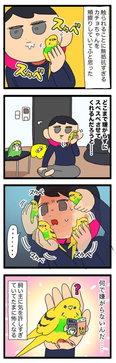 痛くても、うれしくて。飼い主を愛しすぎるセキセイインコの天使カチョ【鳥マンガ #155】（サムネイル画像6）