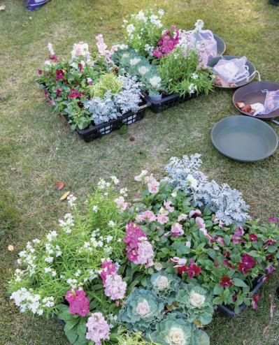 地域を彩る【ボランティア花壇】とは？調布市「ちょうふ花未来くらぶ」の取り組みを紹介（サムネイル画像6）