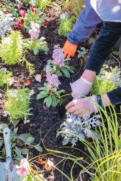 無農薬＆エコ！【街のボランティア花壇】晩秋の植えかえ作業を徹底レポート（サムネイル画像14）