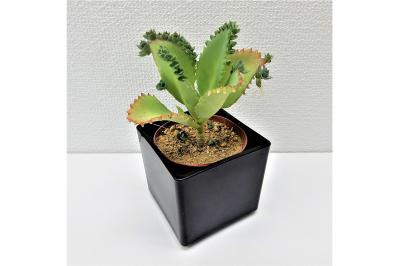 【最大20％OFF】ゆうゆうtime編集部おすすめのかわいい植木鉢や観葉植物がAmazonタイムセールに登場！